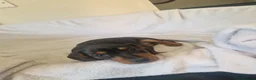Miniature Dachshund dogs for sale: Beautiful miniature daschunds  - Advert 26
