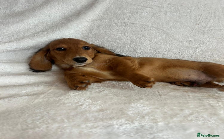 Miniature Dachshund dogs - Advert 3