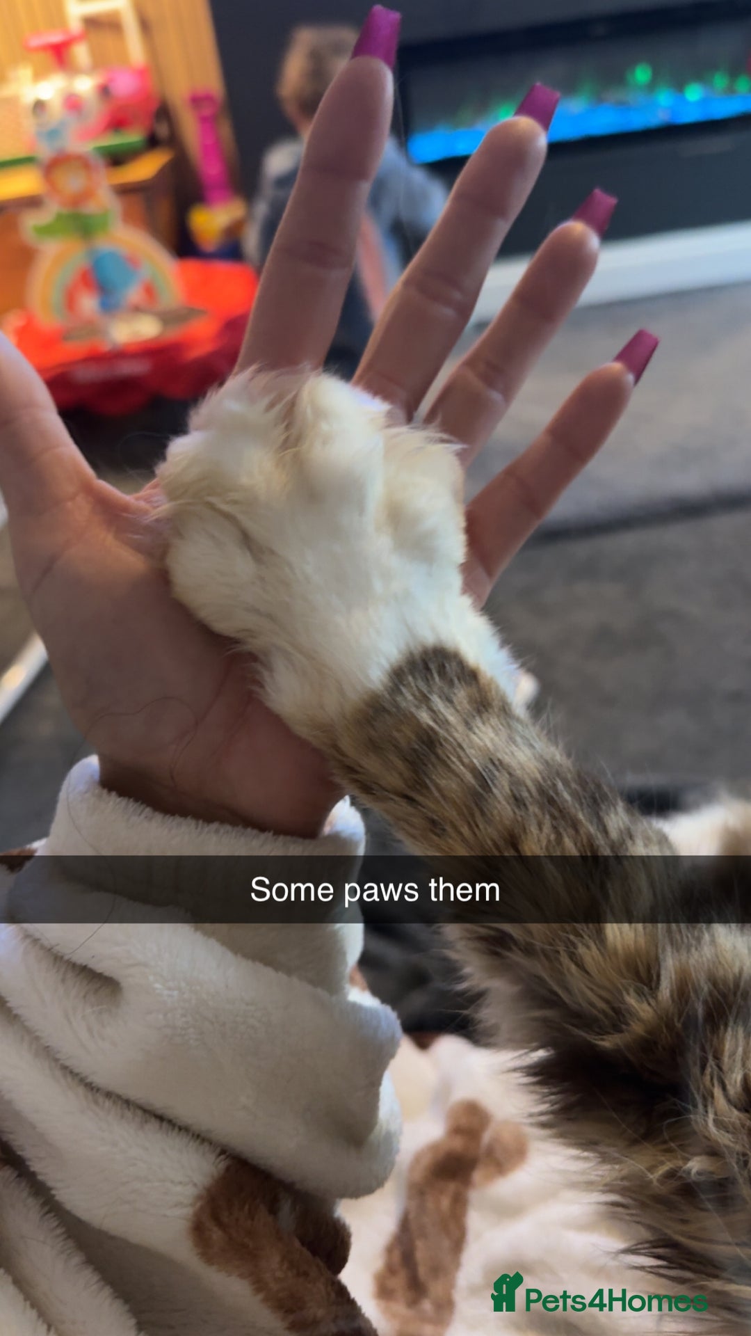 Maine Coon cats for sale: Male Maine coon  - Image 6