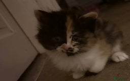 Mixed Breed cats for sale: Ragamuffin mix kittens  - Image 12