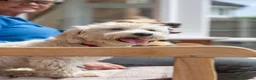 Mixed Breed dogs for adoption: Regina - nickname - Reggie in Fleet - Advert 15
