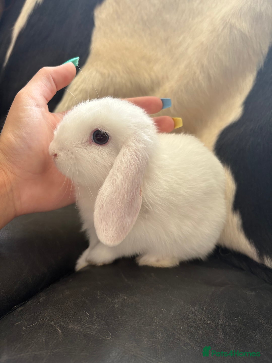 English Lop rabbits for sale: English lop rabbits  - Image 5