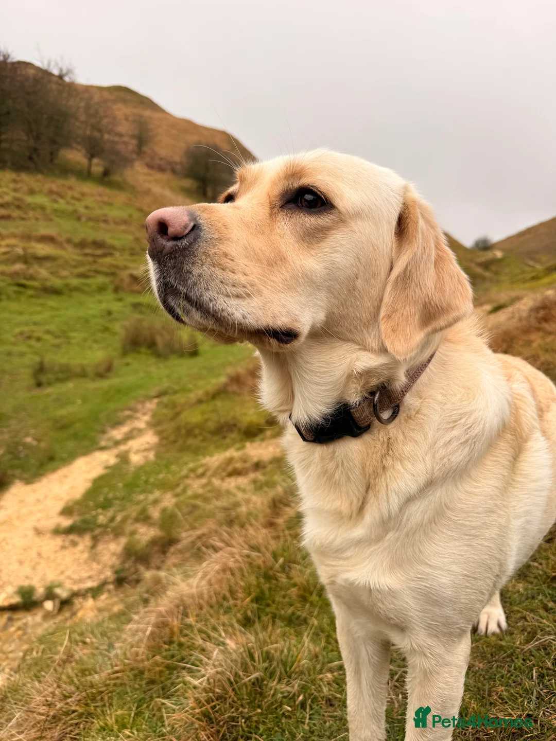 Goldador dogs for sale: Labrador x Golden retriever - PLEASE READ - Advert 7