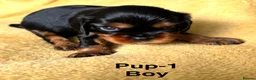Cavalier King Charles Spaniel dogs for sale: Choc & Tan carriers - CKC Spaniel Puppies - Advert 24