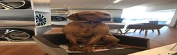 Hungarian Vizsla dogs for stud: Stunning Vizsla x Fox Red Lab for Stud (proven) in Bristol - Advert 11