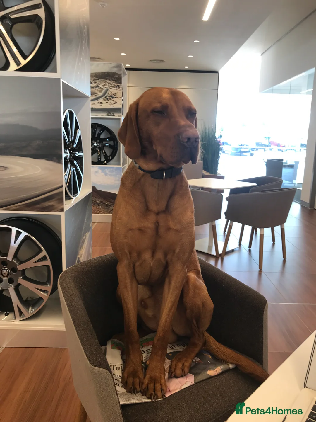 Hungarian Vizsla dogs for stud: Stunning Vizsla x Fox Red Lab for Stud (proven) in Bristol - Advert 11