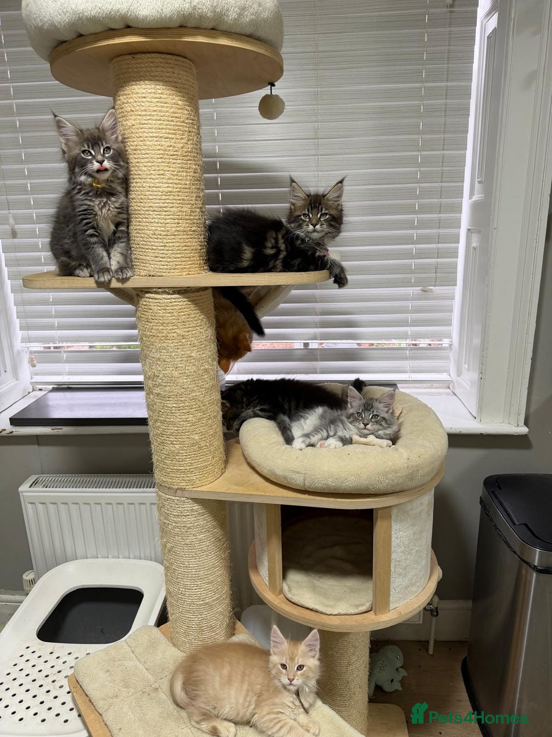 Maine Coon cats for sale: Beautiful friendly Maine Coon cross Kittens  - Advert 15
