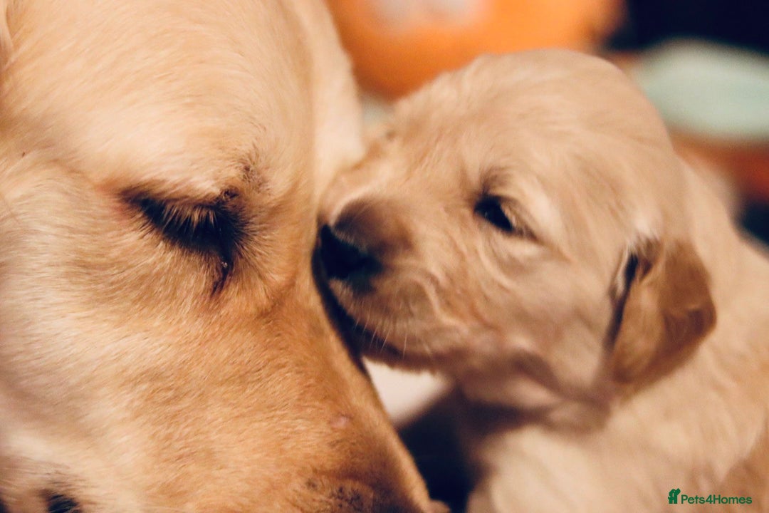 Golden Retriever dogs for sale: Beautiful KC Registered Golden Retriever puppies - Advert 1