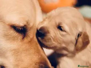 Golden Retriever dogs ⭐️ 2 beautiful golden KC reg girls left ⭐️ - Advert 5