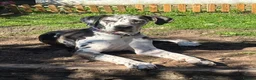 Great Dane dogs for sale: Planned Great Dane Litter – Blue x Harlequin - Advert 2