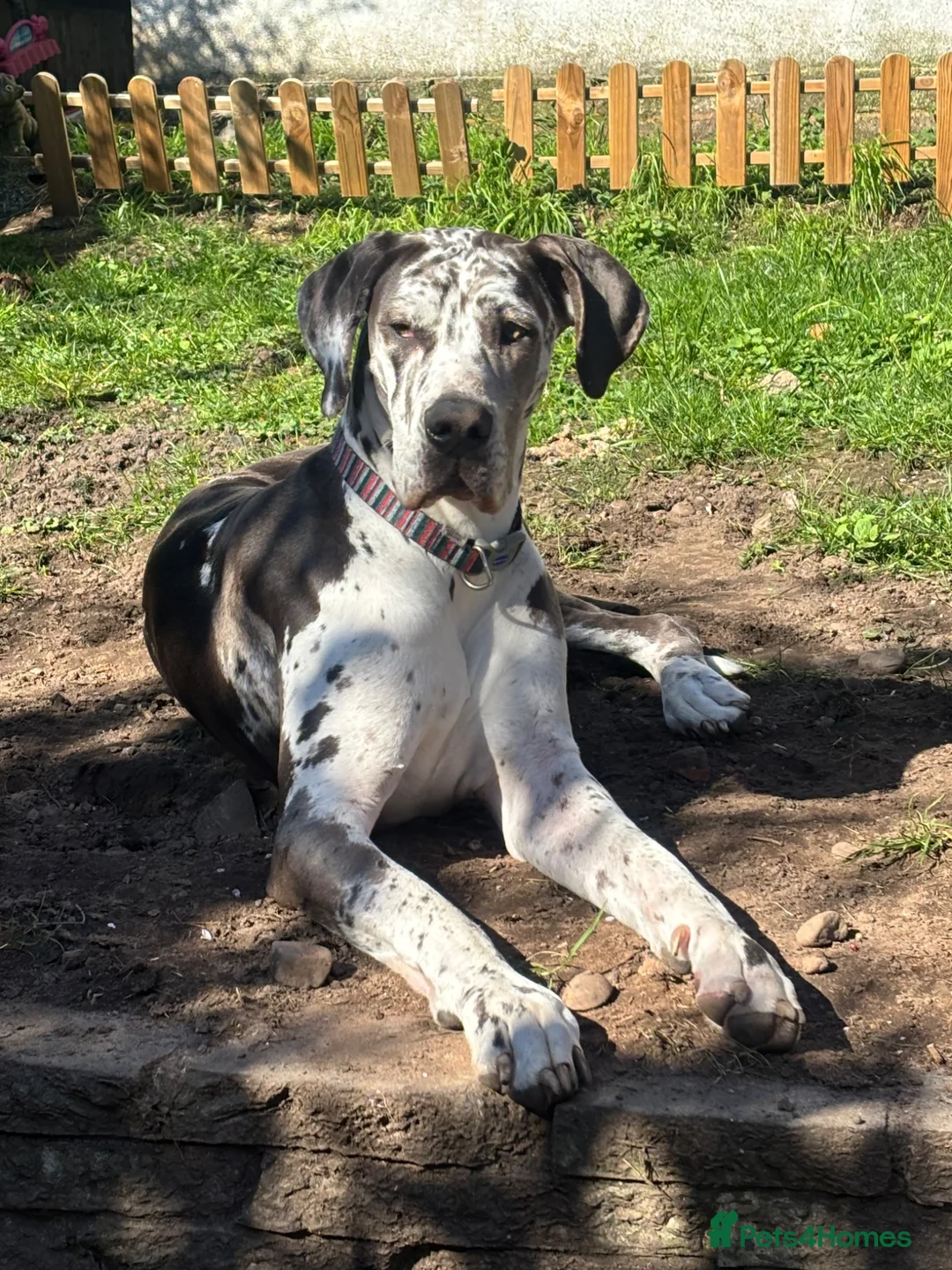 Great Dane dogs for sale: Planned Great Dane Litter – Blue x Harlequin - Advert 2