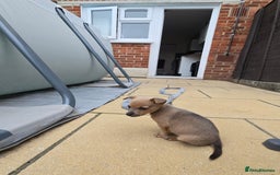 Mixed Breed dogs for sale: Meet Odin (REHOMED STC) - Image 1