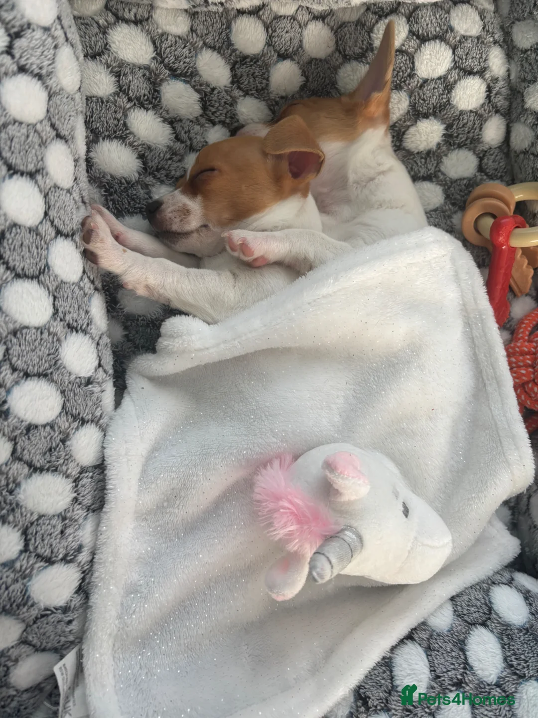 Jack Russell dogs for sale: Puppies  - Advert 2