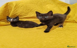Mixed Breed cats for sale: Beautiful kittens VIDEOS - Image 7