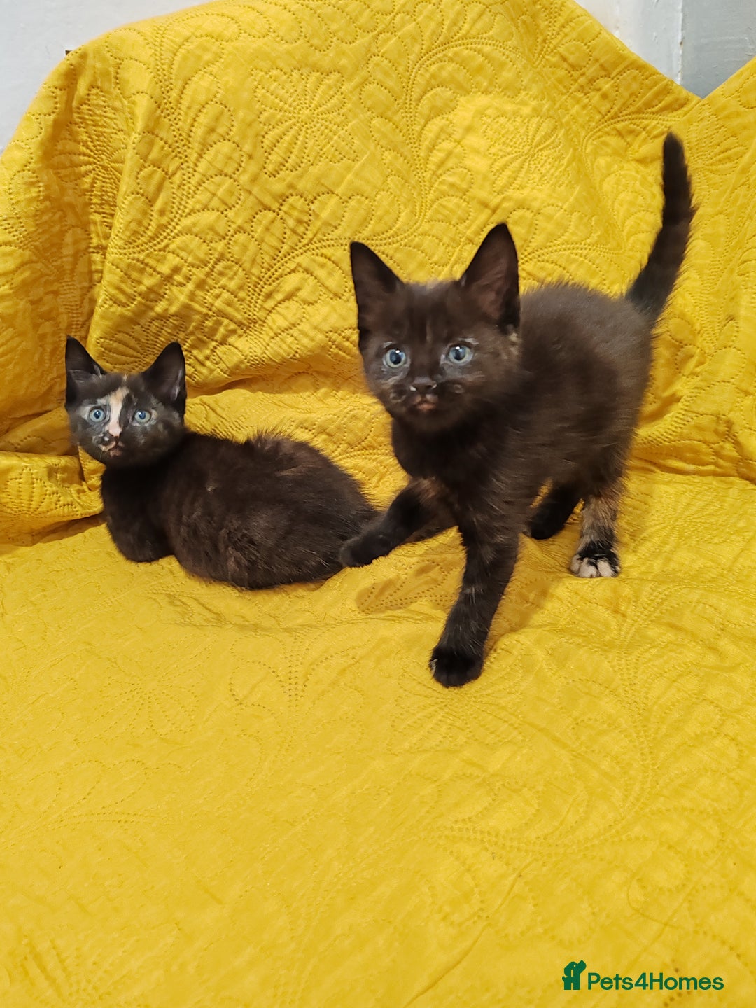 Mixed Breed cats for sale: Beautiful kittens VIDEOS - Image 7