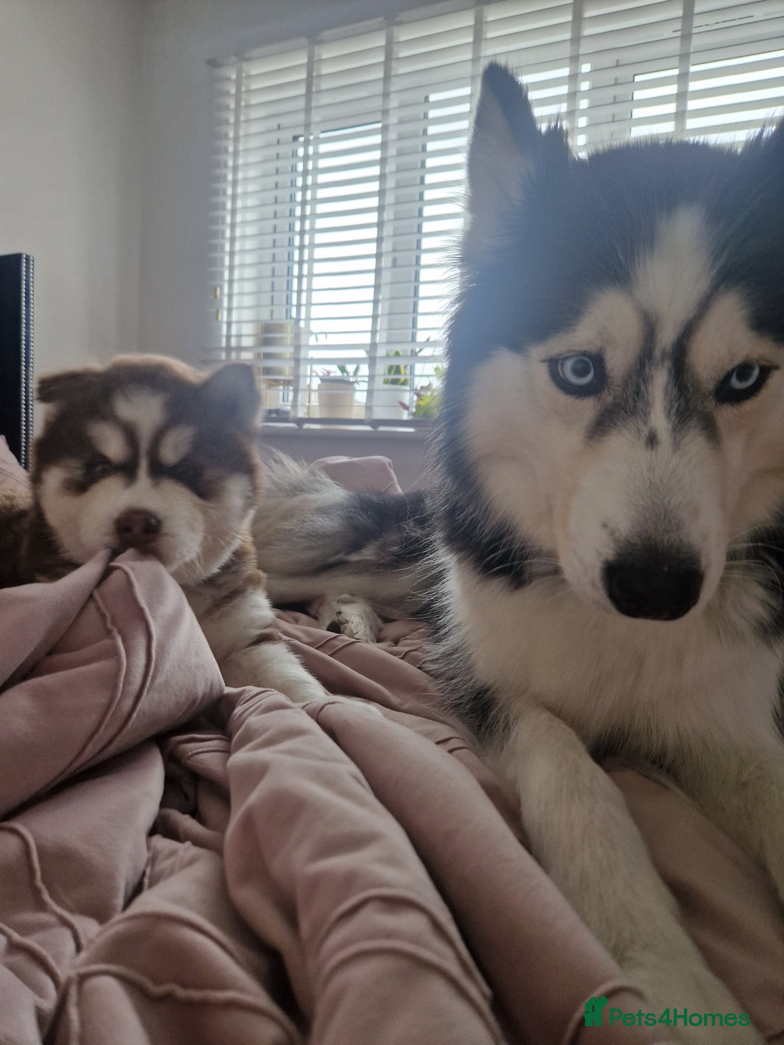 Siberian Husky dogs Beautiful blue eyed baby girl for sale - Advert 9