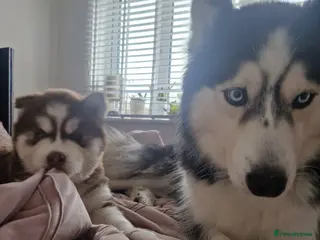 Siberian Husky dogs Beautiful blue eyed baby girl for sale - Advert 10