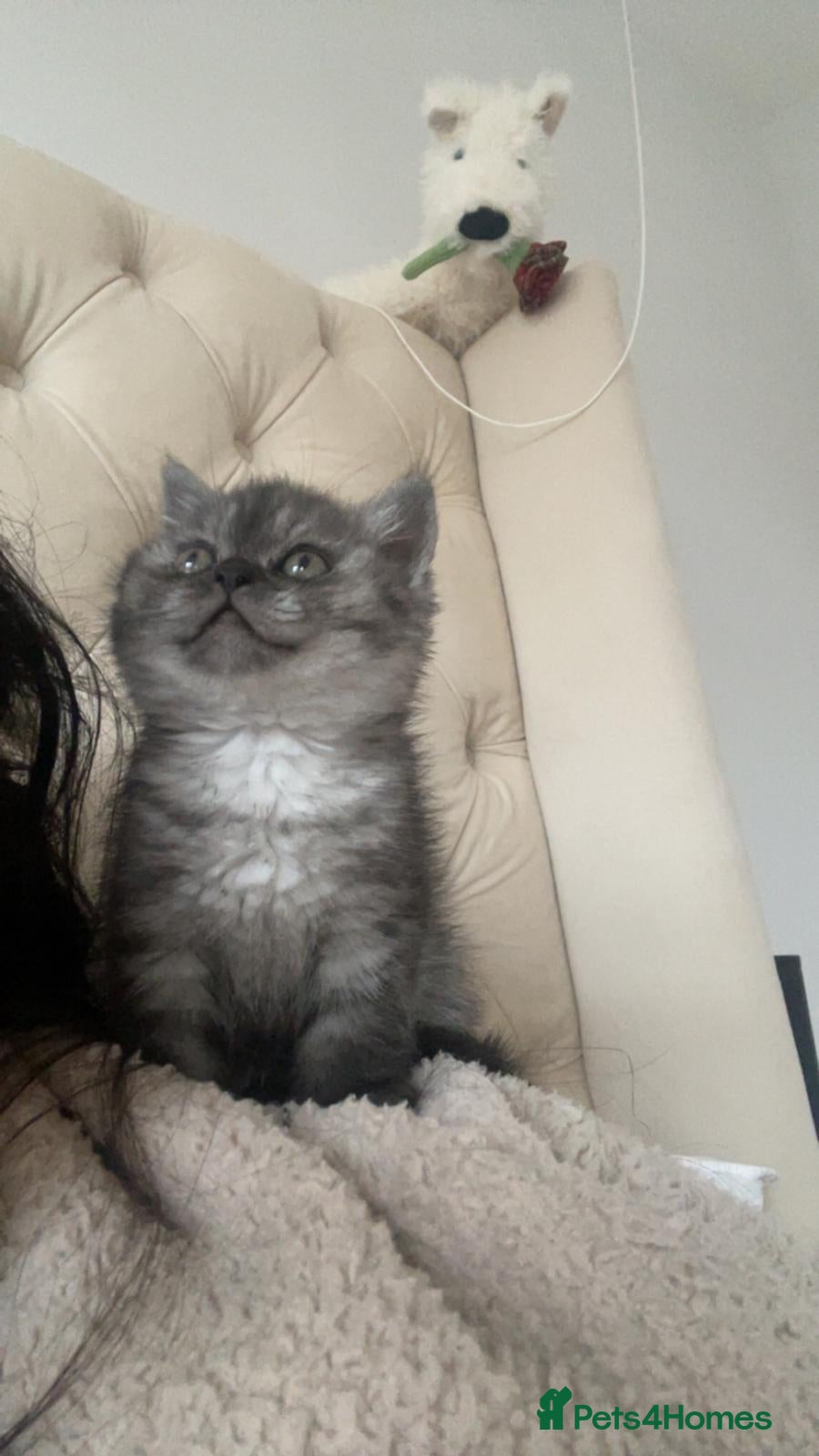 Mixed Breed cats Half British Short Hair & Half Persian Kitten - Advert 14