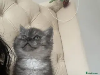 Mixed Breed cats Half British Short Hair & Half Persian Kitten - Advert 14