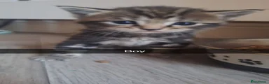 Bengal 5