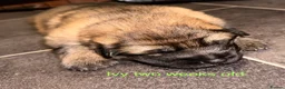 German Shepherd dogs for sale: Female German Shepherd Puppy **available now** - Advert 12