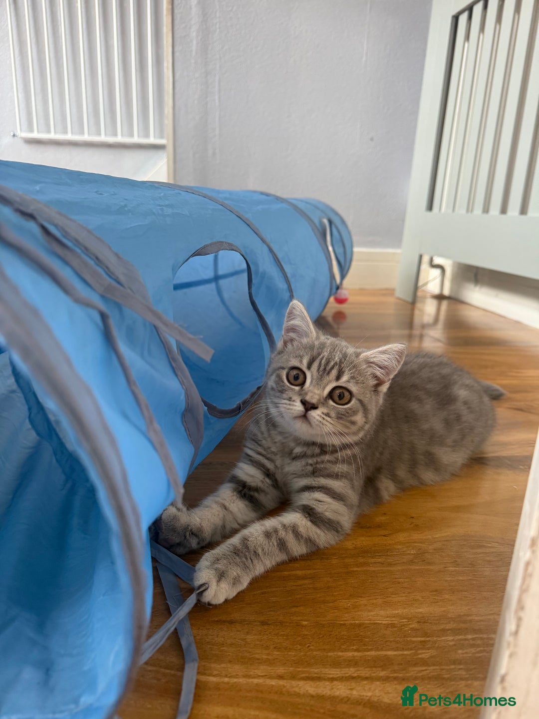 Scottish Fold cats for sale: Scottish fold kitten  - Image 9