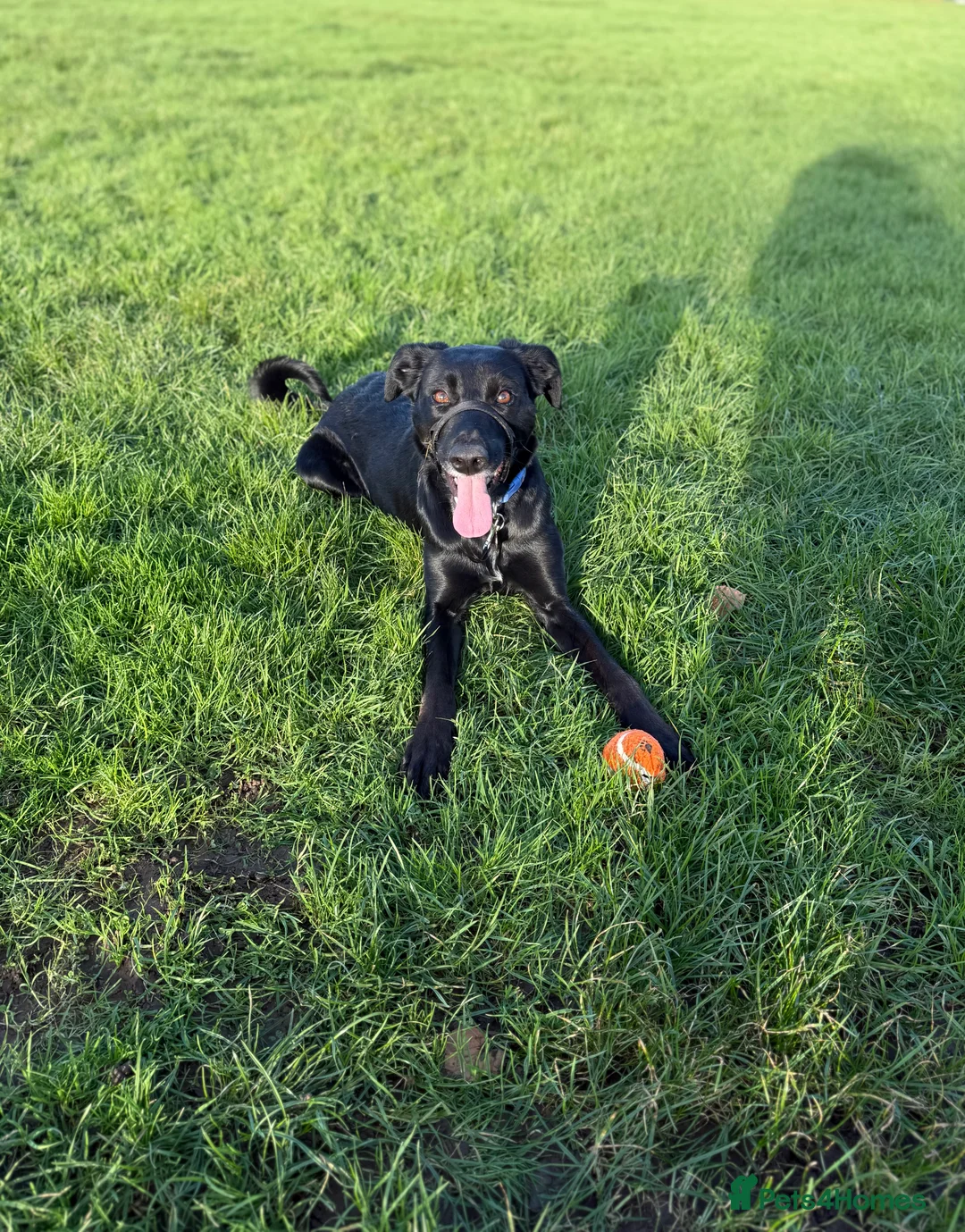 Mixed Breed dogs for sale: Tilly  - Advert 5