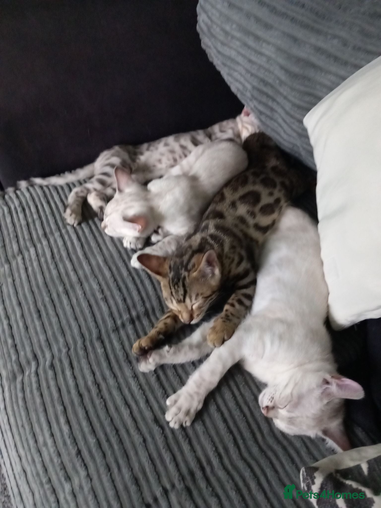 Bengal cats ✨Bengal Kittens Ready For Their Forever Homes✨ - Advert 16