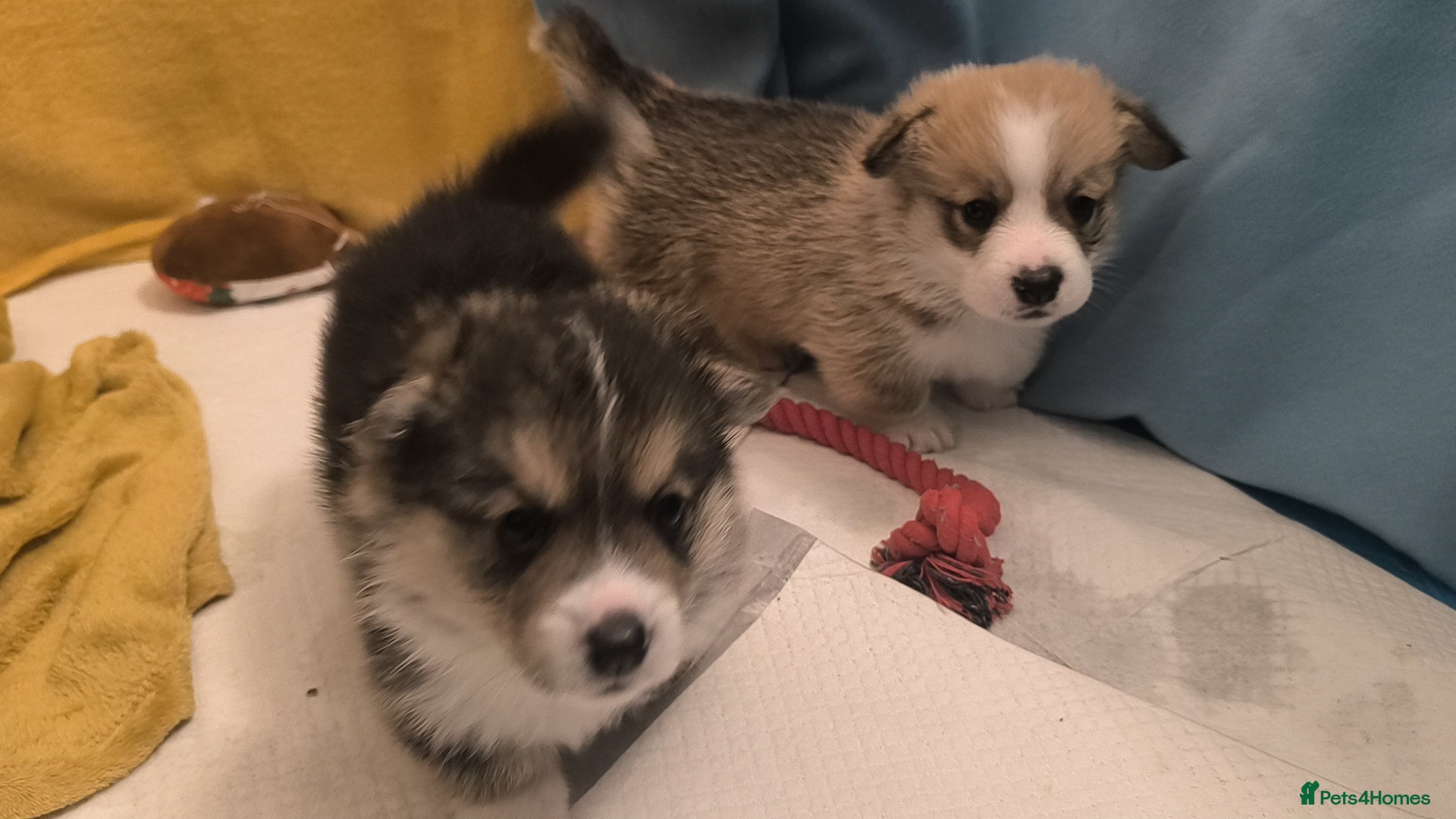 Welsh Corgi Pembroke dogs Stunning Corgi boys - Advert 3