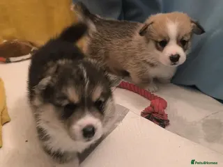 Welsh Corgi Pembroke dogs Stunning Corgi boys - Advert 3