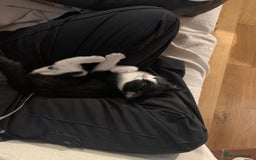 Domestic Shorthair cats for sale: Kittens for sale  - Image 4