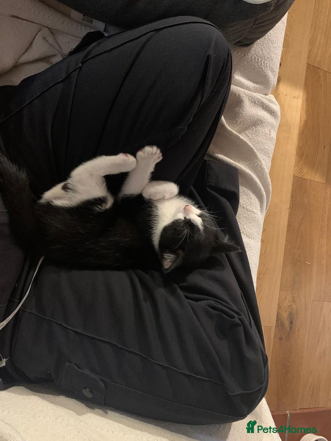 Domestic Shorthair cats for sale: Kittens for sale  - Image 4