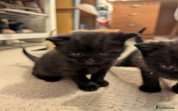 British Shorthair cats for sale: Kittens from loving country cottage home - Image 19