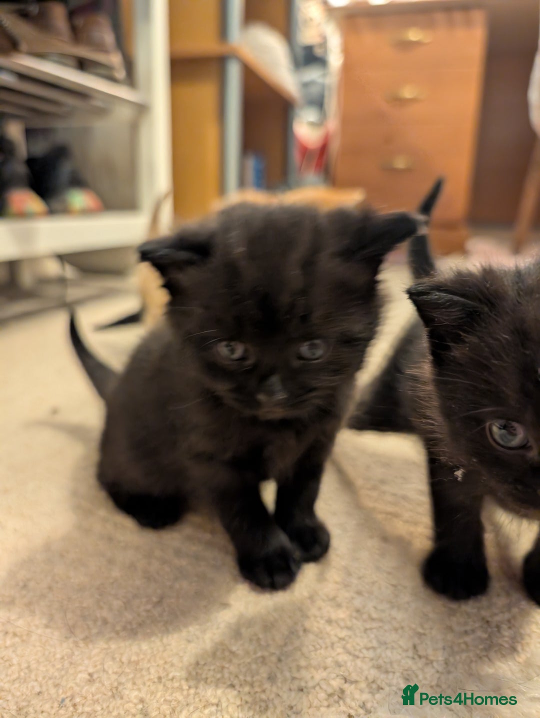 British Shorthair cats for sale: Kittens from loving country cottage home - Image 19