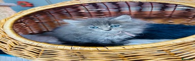 Maine Coon Kitten 4