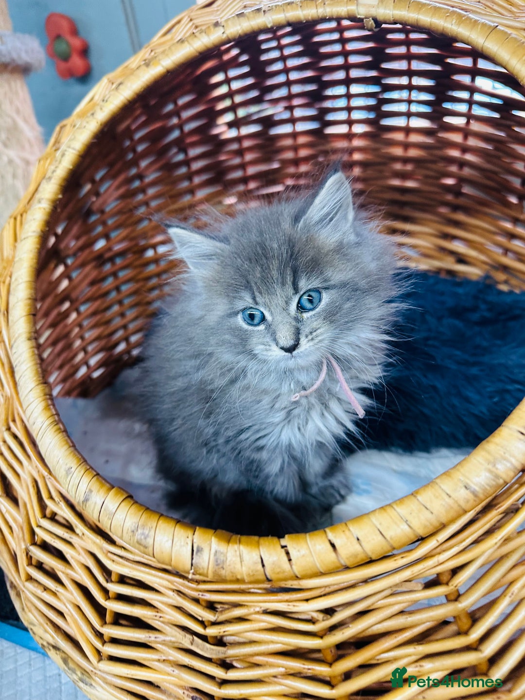 Maine Coon cats for sale: Mainecon x  - Advert 2