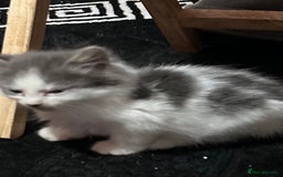 Mixed Breed cats for sale: Fluffy kittens ready soon  - Image 26