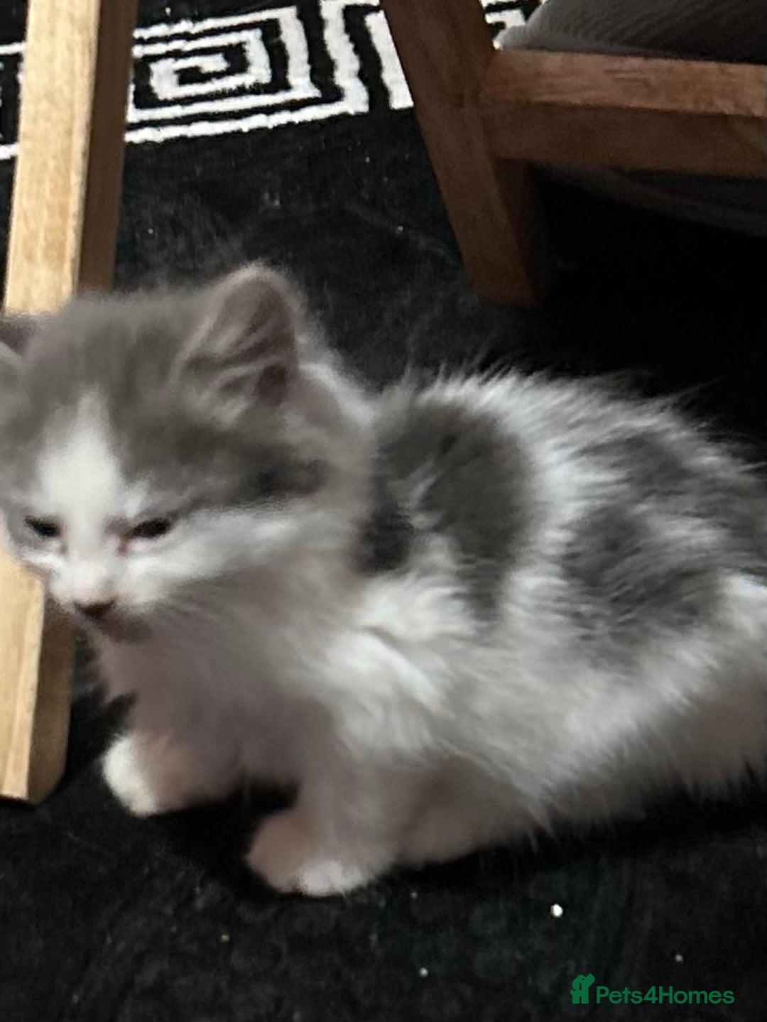 Mixed Breed cats for sale: Fluffy kittens ready soon  - Image 26