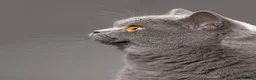 British Shorthair cats for sale: LOVING HOMES WANTED FOR BRITISH SHORTHAIR GIRLS - Advert 9