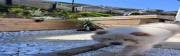 Chow Chow dogs for stud: 🐾 HANDSOME CREAM CHOW CHOW AVAILABLE AT STUD 🐾 - Advert 2