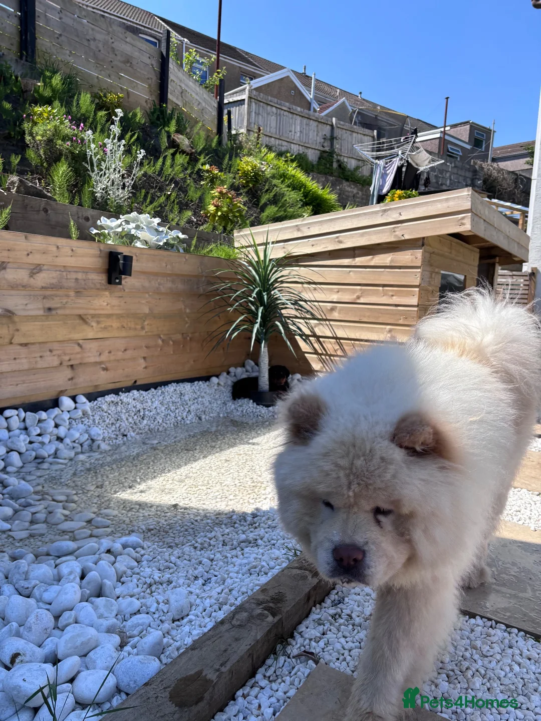 Chow Chow dogs for stud: 🐾 HANDSOME CREAM CHOW CHOW AVAILABLE AT STUD 🐾 - Advert 2