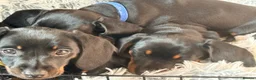 Miniature Dachshund dogs for sale: Miniature dachshund pups - Advert 9