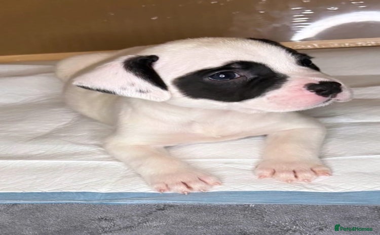 American Bulldog dogs - Advert 6