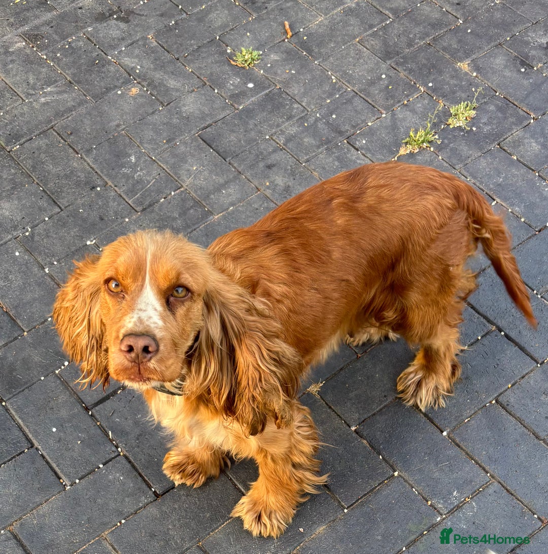 Cockapoo dogs for sale: Golden F1 cockpoo puppies  - Advert 18