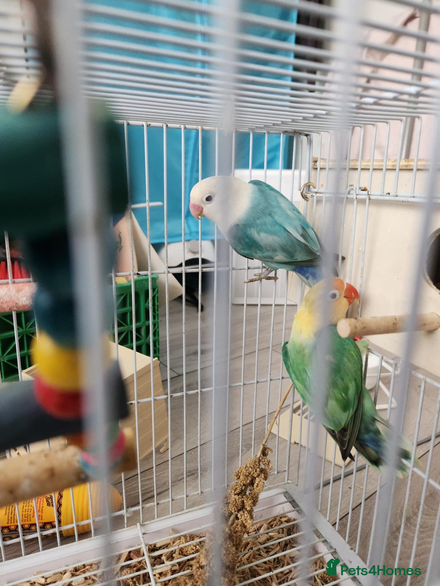 Budgerigars birds Love birds, java sparrows & paroletts  - Advert 10