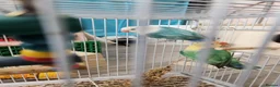 Budgerigars birds for sale: Love birds, java sparrows & paroletts  - Advert 1