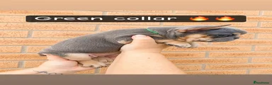 French Bulldog 2 (green collar)