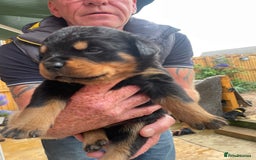 Rottweiler dogs for sale: Rottie pups - Image 15