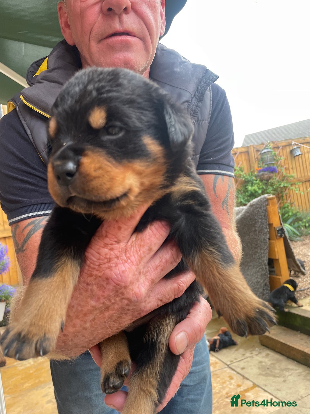 Rottweiler dogs for sale: Rottie pups - Image 15