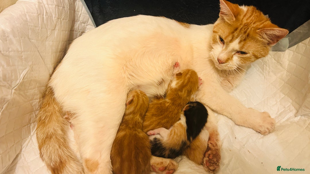 Mixed Breed cats for sale: Cat and kittens - Image 10
